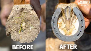 Satisfying Full Horse Hoof Restoration | 4K FARRIER ASMR