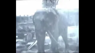 Animal abuse - the elephant used for edisons electric chair. circus abuse still goes on!