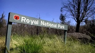 Yowie / Bigfoot Sighting (Audio Report #91) at Grays Point RNP, New South Wales