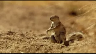 David Attenborough 2013 Africa episode one. Leopard sees squirrel "oh shit"