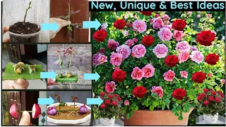 3New & Best Idea: How to grow rose cutting easily at home|Growing Rose Cutting|Rose Plant|Flower|New