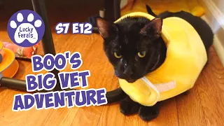 Cats Vs. Christmas Tree, Boo's Big Vet Adventure - S7 E12 - Lucky Ferals Vlog - Life With 11 Cats