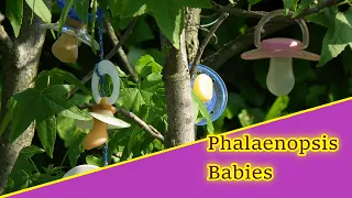 Phalaenopsis Naturformen - ein Gespräch + umtopfen