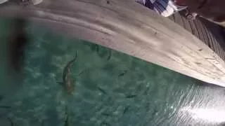 Shark attacks GoPro Camera Maldives