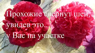 Невероятно красивая музыка Сергея Чекалина. Супер коллекция махровой мальвы, шток - розы.