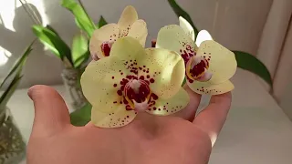 Орхидеи-уценки в открытой системе спустя месяц