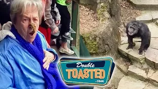 MONKEY THROWS POOP AT GRANDMA VIDEO - Double Toasted Funny Podcast Highlight
