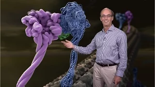 Ron Vale (UCSF, HHMI) 3: Molecular Motor Proteins: Regulation of Mammalian Dynein