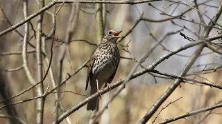 Певчий Дрозд. Весенняя песня.