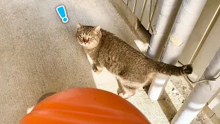 庭に住みついた野良猫に暖かハウスと湯たんぽを配達した結果‥笑