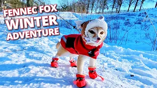 Adorable Fennec Fox's Snowy Escape 🦊❄️ Hotel Stay, Mexican Feast & Pancakes!