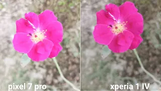 Google pixel 7 pro vs Sony xperia 1IV camera test