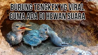 BAGAI MANA MENURUT ANDA TENTANG BABY BURUNG TENGKEK INI??