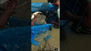 Net fishing in pond || Fish caught #fishing #fish #bigfish #carpfishing #viral #shorts #trending