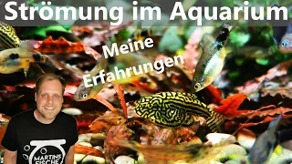 STRÖMUNG im Aquarium - Meine Erfahrungen