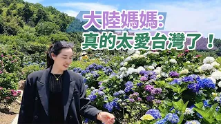 大陸媽媽：真的太愛台灣了！今年在台灣雖然錯過了櫻花！但趕上了台北陽明山繡毬花！繽紛無盡夏！花開浪漫時！