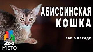 Абиссинская Кошка - Все о породе