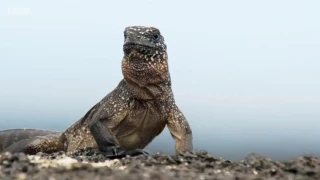 Yılanların mahallesinden kaçan koca yürekli iguana