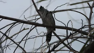 BARRED ANTSHRIKE, SINGING ITS HEART OUT!!! CHOCA-BARRADA CANTANDO MUUUUITO!