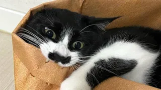 😂 Funniest Cats and Dogs Videos 😺🐶 || 🥰😹 Hilarious Animal Compilation №83