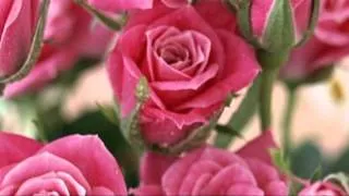 "Дарите женщинам цветы"Ян Райбург....mpg