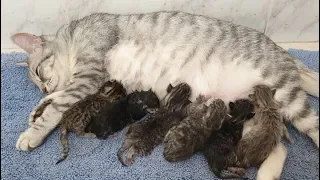 Impressive vivid scene of giving birth to six kittens.