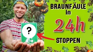 Braunfäule in 24 Stunden STOPPEN 🍅