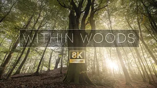 Within Woods | 8K Timelapse