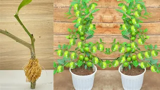 Secrets of growing lemon with many fruits, I don't need to buy lemons anymore