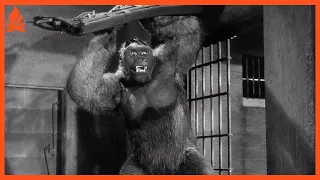 Mighty Joe Young (1949) REVIEW