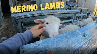 AUSTRALIAN WOOL SHEEP | Growing Merino Lambs | Sheep Farming in Australia