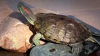 Turtle Is Inseparable From His Dad