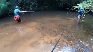 Exciting wolf fish fishing in suriname