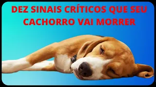 Dez Sinais Críticos Que Indicam Que Seu Cachorro Vai Morrer