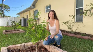 Planting Fruit Trees the Easy Way