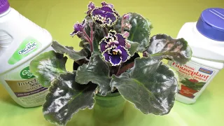 African Violets – Bringing New Plants Home – 5 EASY STEPS