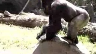 Zoo Atlanta Gorilla Easter Egg Hunt