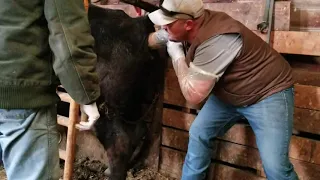 Pulling backwards calf