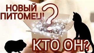 НОВЫЙ ПИТОМЕЦ!!! КТО ЭТО???