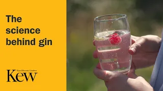 The science behind gin