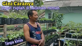 Bisa Di Tiru Cara Mendapat Rupiah Di Pekarangan Rumah