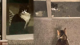 Shy Stray Cat Sees Kittens In House And Wants To Be Adopted