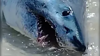 People help beached mako shark on Pensacola beach