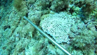 Cladocora caespitosa Alert - Ustica Island, Diving Season 2022