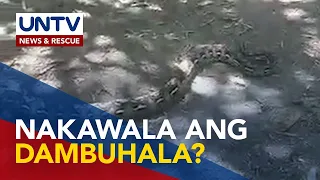 Higanteng ahas na naghunos ng balat, hindi pa rin natatagpuan; Posible umanong alaga na nakawala