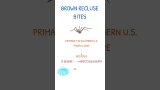 BROWN RECLUSE BITE SYMPTOMS