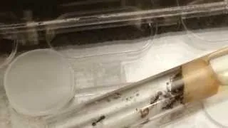 Ants Messor Barbarus, Moving Into their New Nest