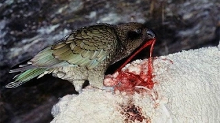 Parrot Kea - killer sheep / Parrots brutally killing sheep - most intelligent & cruel parrot