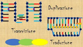 Mini lezione: struttura e funzioni del DNA