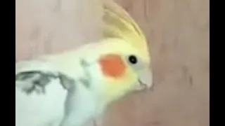 Аркаша хулиган попугай корелла учится говорить / Parrot corella learns to speak